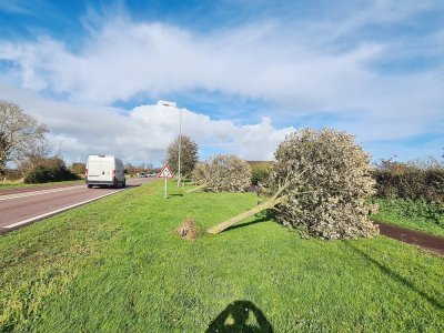 De nombreux arbres sont tombés dans la Manche, comme ici, à Lessay.