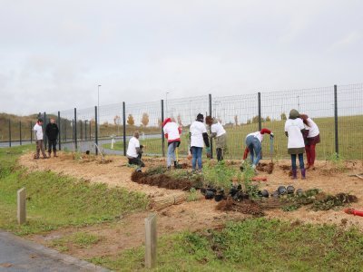 La mini-forêt s'étend sur une surface de 1 000m2.