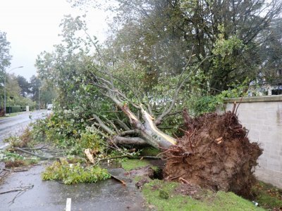 La tempête Ciaran a fait des nombreux dégâts à Bayeux. Ici, des arbres déracinés.