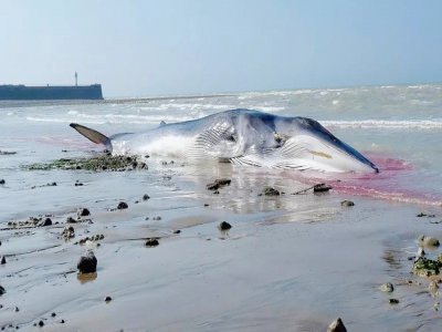 Une baleine s'est échouée à Saint-Valery-en-Caux.