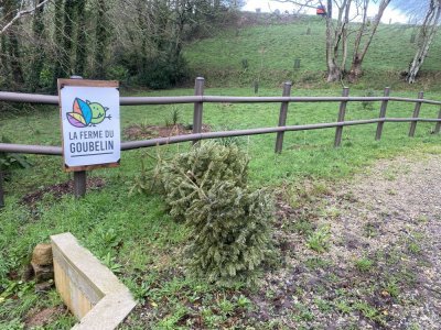 Un endroit devant l'entrée de la Ferme du Goubelin est dédié au dépôt des sapins.