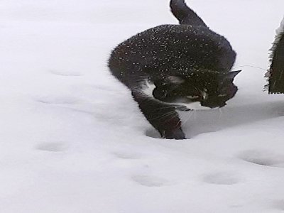 A Necy, dans l'Orne, ce chat part à l'aventure dans la neige. - Mado