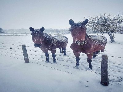 Aux abords de la forêt de la Trappe, dans l'Orne, les chevaux se sont aussi réveillés avec la neige. - Edgard Dival