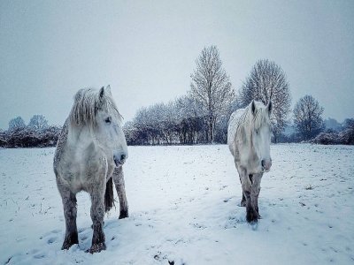 Aux abords de la forêt de la Trappe, dans l'Orne, les chevaux se sont aussi réveillés avec la neige. - Edgard Dival