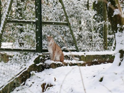 Le lynx, un autre animal pas embêté par la rude météo.
