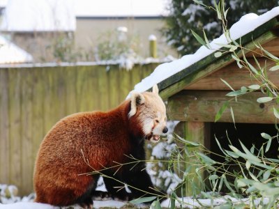 "C'est la saison préférée du panda roux. Les gens se plaignent de ne pas les voir en été, car ils se mettent à l'ombre quand il fait chaud. En hiver, on a beaucoup plus de chance de les apercevoir", explique Guillaume Ourry, codirecteur du zoo de Jurques.