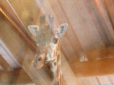 Les girafes passent l'hiver dans leur maison chauffée. "Je n'ouvre même pas la porte pour une photo, me prévient Mathieu Ourry, codirecteur du zoo de Jurques. Sinon, le froid va entrer."