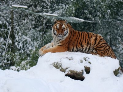N'allez pas dire à un tigre de Sibérie qu'il fait froid, il pourrait mal le prendre.
