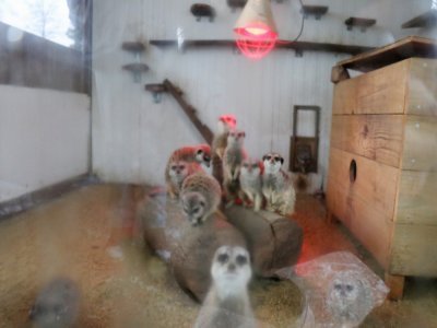 Derrière l'humidité de la vitre de leur cabane chauffée, les suricates n'oublient pas de rester aux aguets. On ne sait jamais.