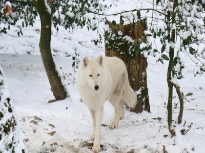 Un loup arctique dans la neige, quoi de plus banal ?