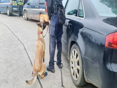Lors d'un contrôle routier à La Vaupalière près de Rouen, mercredi 28 février, les forces de l'ordre ont fait appel à un gendarme maître chien pour détecter la présence d'armes, de stupéfiants et de billets de banque.