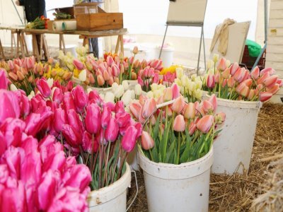 Une fois cueillies, les tulipes sont regroupées selon leur couleur dans des seaux remplis d'eau. Une partie des bénévoles se chargera ensuite de vérifier leur état et formera des bouquets, qui seront ensuite vendus courant avril.