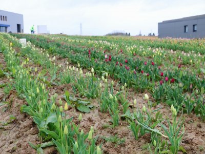 A l'automne, 100 000 tulipes ont été plantées dans un champ constitué d'1ha et situé à Saint-Jean-du-Cardonnay près de Rouen, rue Georges-Charpak. On y retrouve des jaunes, des roses, des rouges avec diverses tailles.
