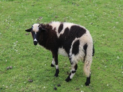 Des nouveaux moutons ont fait leur arrivée dans le parc, rejoignant leurs congénères. L'idée est de proposer un nouveau contact avec d'autres animaux, le départ des vaches, ânes et cochons en ayant ému plus d'un.