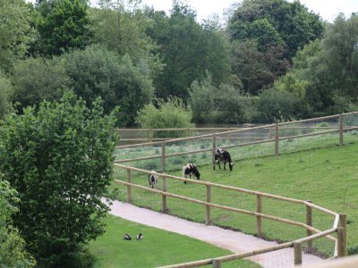 Les moutons, chèvres et oies sont descendus au bas de la Colline, dans de nouveaux enclos autour de l'étang, en écopâturage. A côté se trouve un nouveau grand enclos de 2 000m2 pour les chèvres des fossés.