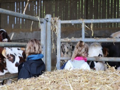 Les écoliers rencontrent les bovins de l'exploitation agricole.