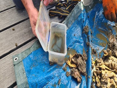 Au sein de ces Biohuts, des habitats artificiels pour les poissons installés au port de plaisance de Rouen, 9 anguilles ont été comptabilisées mardi 11 juin.