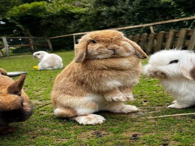 L'objectif de la ferme pédagogique et thérapeutique est d'allier nature et découverte du mode de vie des animaux.