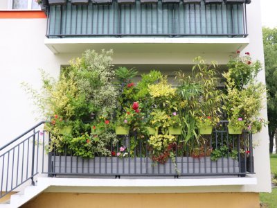 C'est un véritable écosystème sur le balcon de Bernard Bigot. "J'ai toutes sortes de plantes, j'essaie de les diversifier et de faire de belles créations." Et c'est réussi ! On ne peut qu'admirer, Hérouville a des jardiniers de très haut niveau !