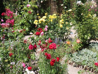 Véritable symbole du château, où se tenait à l'époque "le couronnement de la rosière", fête populaire à Canon, la rose manquait au site. Depuis 2020, une roseraie occupe un des jardins clos, avec 120 rosiers de collection.