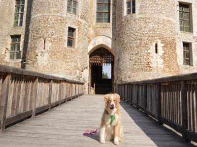 Le château d'Harcourt, certifié dog friendly !