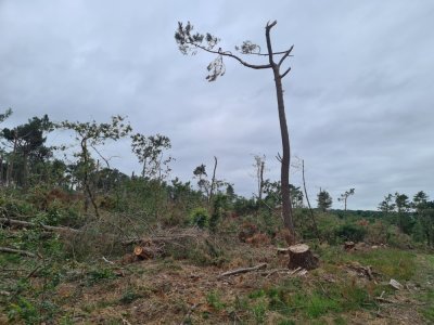 Les forêts restent interdites au public. Des arbres restent instables.