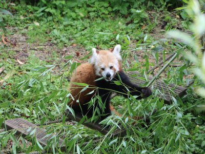 Les flamants sont installés à côté des pandas roux dans le jardin d'Asie à Biotropica.