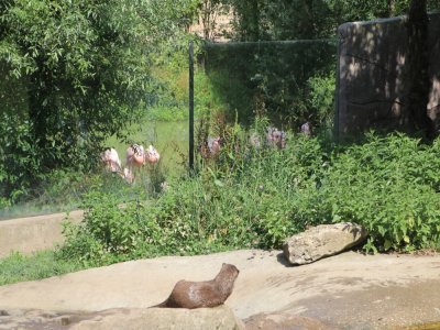 Les loutres naines de Biotropica ont désormais de nouveaux voisins : les flamants roses du Chili.