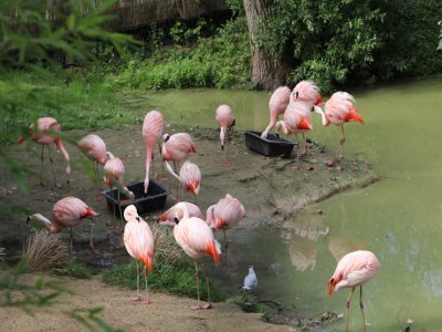 Les flamants du Chili, arrivés en juillet à Biotropica, vivent en groupe. Actuellement, ils sont au nombre de 36, et d'autres devraient les rejoindre prochainement.