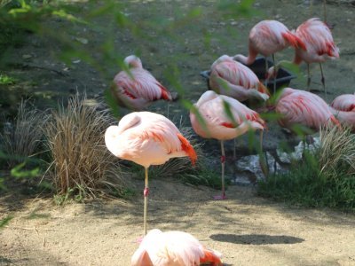 Le saviez-vous ? Les flamants dorment debout sur une seule patte, une manière originale pour se reposer.