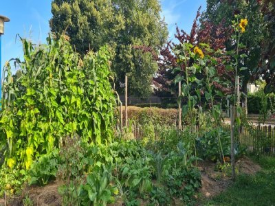 Dans le jardin sottevillais Rosemonde, des tournesols ont aussi fleuri.