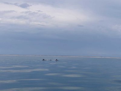 Selon un plaisancier, entre 15 et 20 dauphins étaient présents.