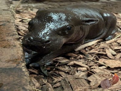 Une petite hippopotame nain est née au zoo de Cerza le 20 août dernier.