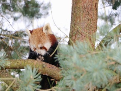 Usti, l'autre panda roux, est désormais bien seul au zoo.