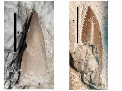 Dent de requin (gauche) et dent d'Abélisauridé (droite) retrouvées sur le fossile. - Fossil studies