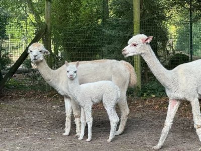 Flocon et sa maman. - Zoo de Jurques