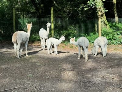 Le petit Alpaga avec ses frères et sœurs. - Zoo de Jurques