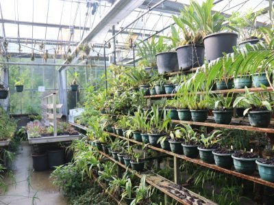 Les coulisses de la serre tropicale du Jardin des plantes, où poussent des centaines d'espèces.