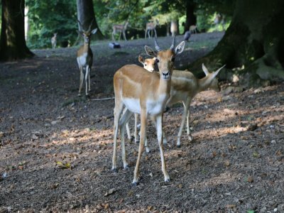 J'ai donné à manger aux antilopes du parc de Clères. Pour ce faire, j'ai rempli plusieurs mangeoires avec des granulés.