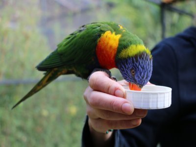 Lors de ma venue au parc de Clères, j'ai aussi pu nourrir les loriquets avec du nectar dont Bouli, l'un des oiseaux les plus proches de l'homme.