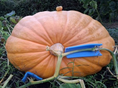 Ce potiron aussi a des dimensions impressionnantes et on comprend mieux la notion de légume géant.