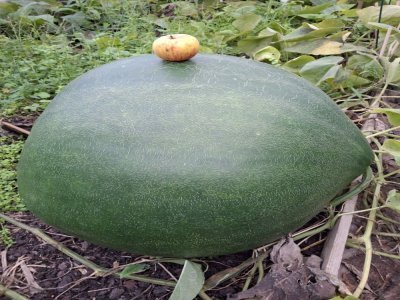 Voici une bushel gourde, avec une pomme pour estimer la taille.