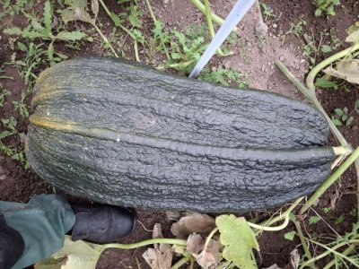 Cette courgette marrow est plus grande qu'un pied.