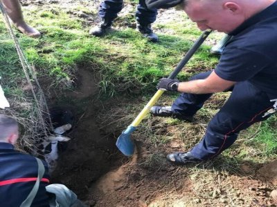 L'animal était coincé dans un trou. - SDIS Seine Maritime