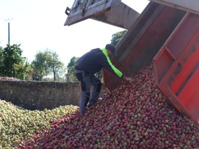 Toutes ces pommes sont ensuite déchargées, et stockées, avant de passer au pressoir.