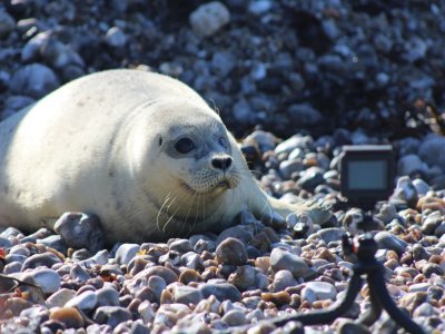 Le petit phoque a pu retourner à la mer - CHENE