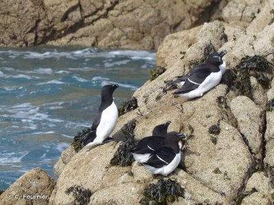 Les fameux pingouins du Havre ! - C. Fournier