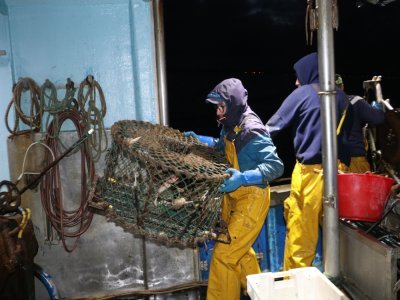 La première mission de la journée est d'aller relever les casiers à crabe. Leur capture les empêche d'aller manger les moules qui sont plus près de la côte. Les pêcheurs sont payés par le comité régional de conchyliculture pour cette action. Les crabes sont ensuite relâchés plus loin en mer.