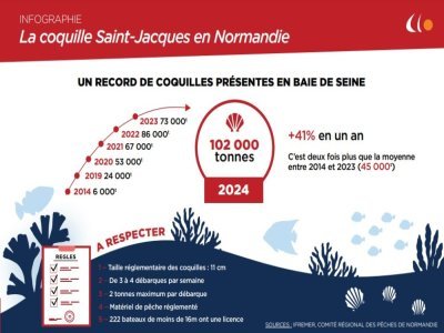 Les coquilles Saint-Jacques n'ont jamais été aussi nombreuses dans les eaux normandes.