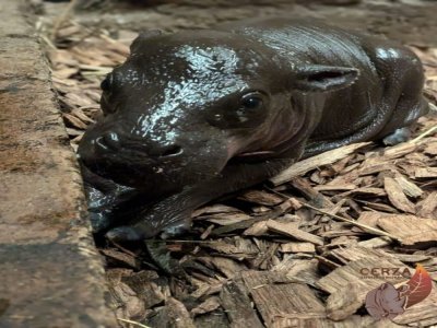 Un bébé hippopotame nain est né le 20 août dernier au zoo de Cerza. - Cerza